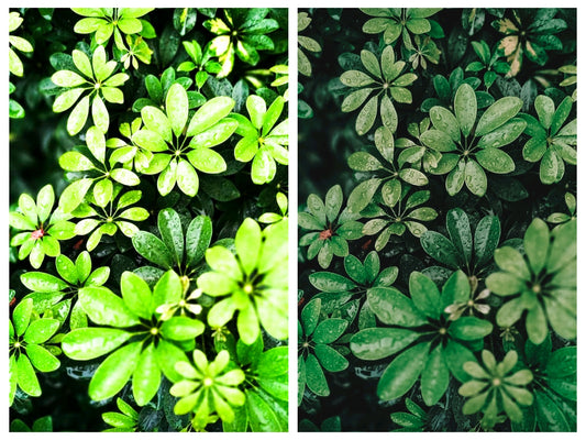 Bali - One Click Filter